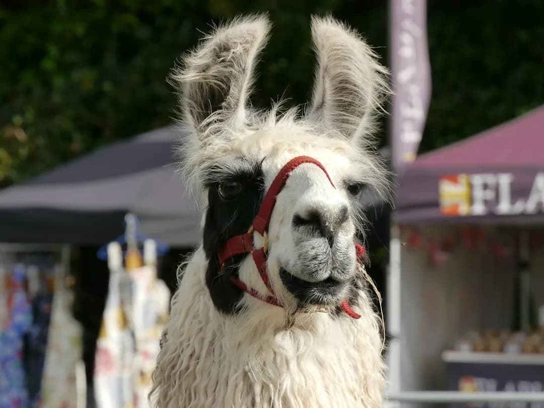 Meta Releases Llama 4 Model for Free Meta Releases Llama 4 Model for Free